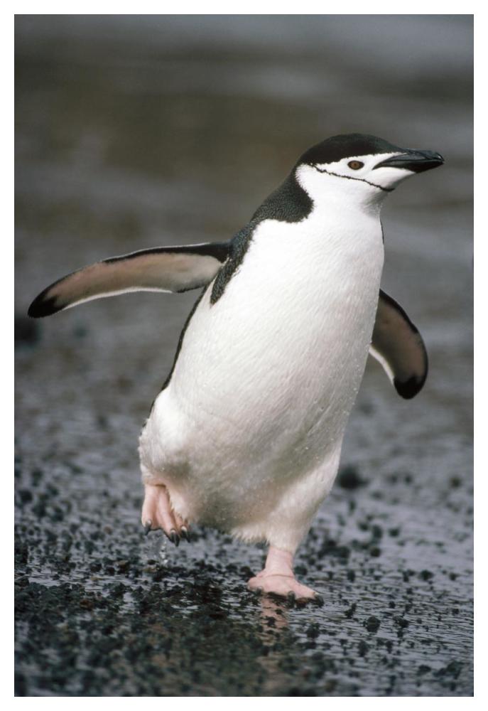 Chinstrap Penguin. Deception Island, Antarctica-Paper Art-34"x50"