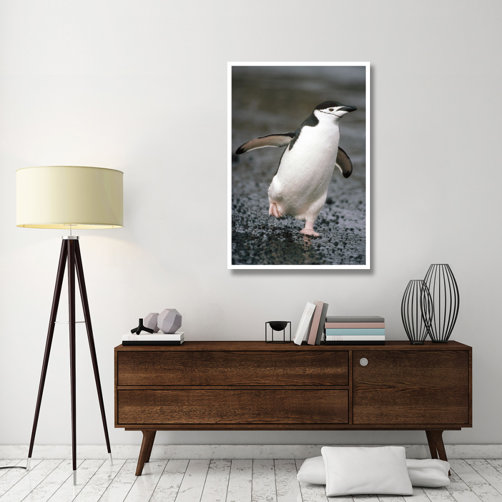 Chinstrap Penguin. Deception Island, Antarctica-Paper Art-34&quotx50"