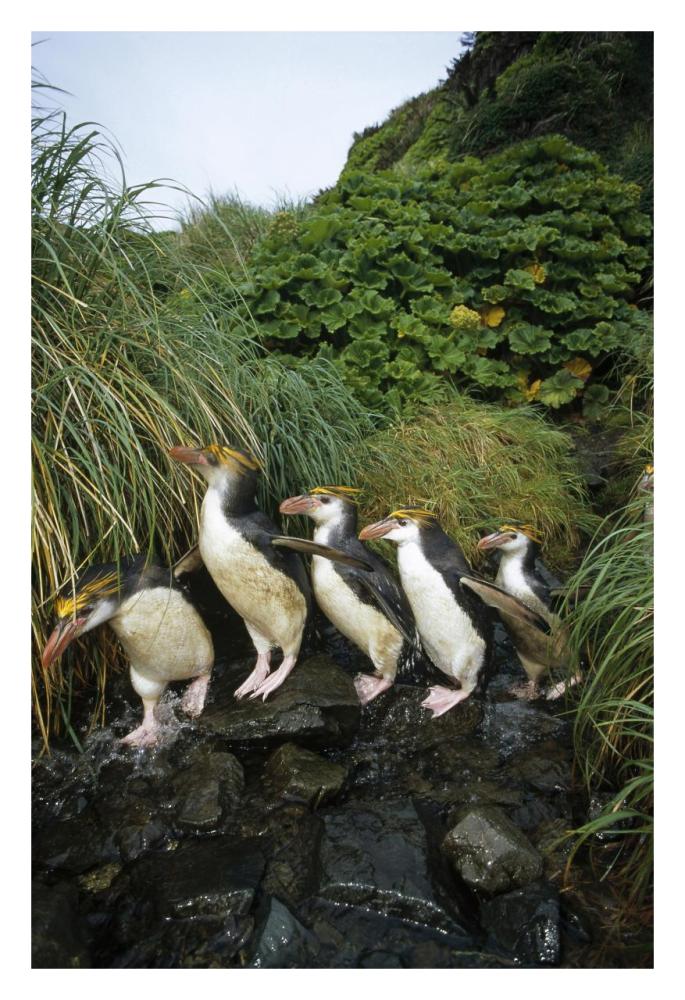 Royal Penguin group commuting up stream bed, Macquarie Island-Paper Art-22"x32"