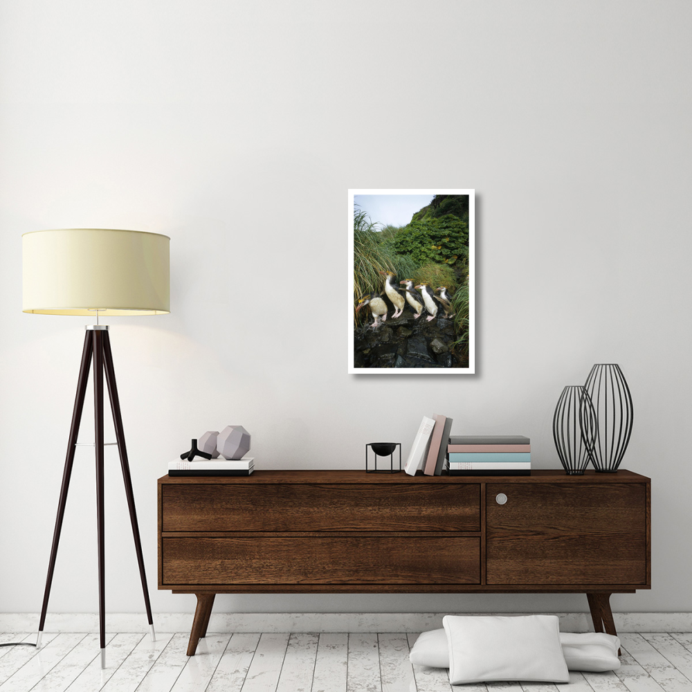 Royal Penguin group commuting up stream bed, Macquarie Island-Paper Art-22&quotx32"