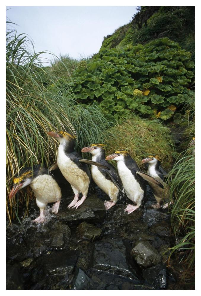 Royal Penguin group commuting up stream bed, Macquarie Island-Paper Art-34"x50"