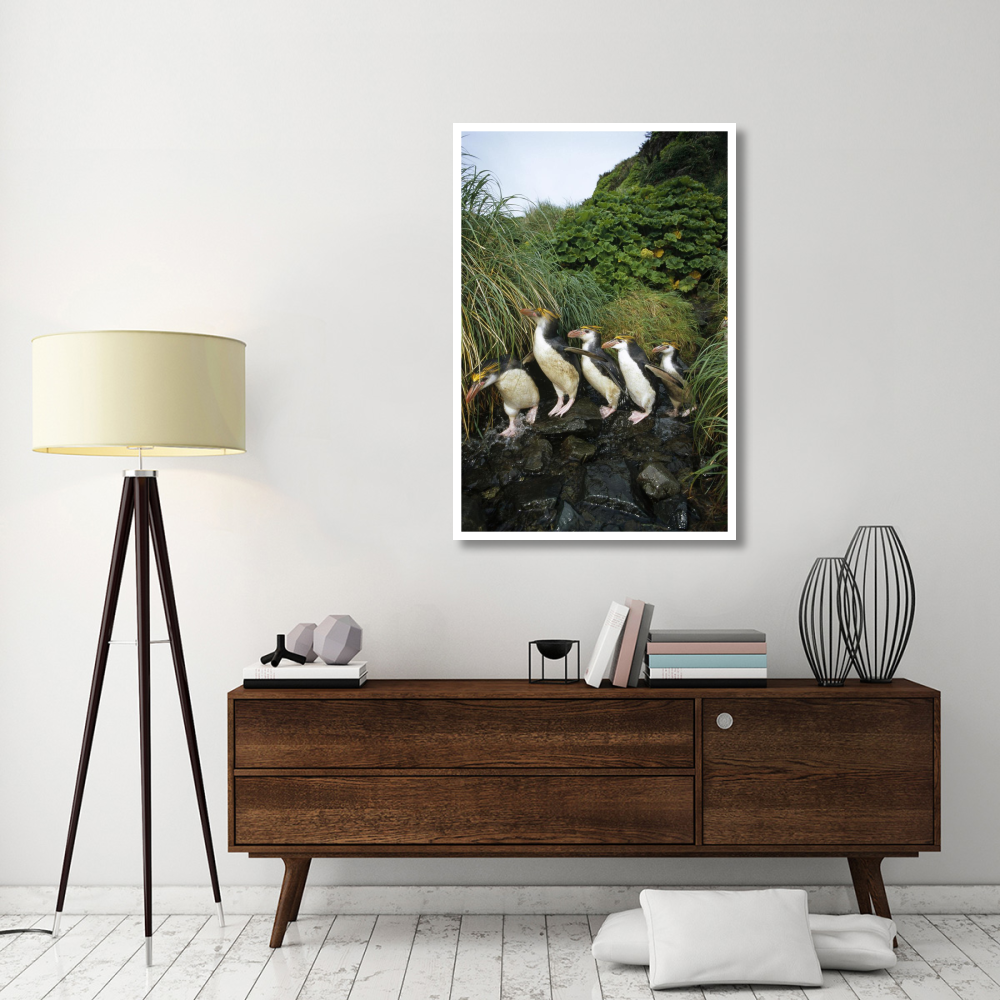 Royal Penguin group commuting up stream bed, Macquarie Island-Paper Art-34&quotx50"