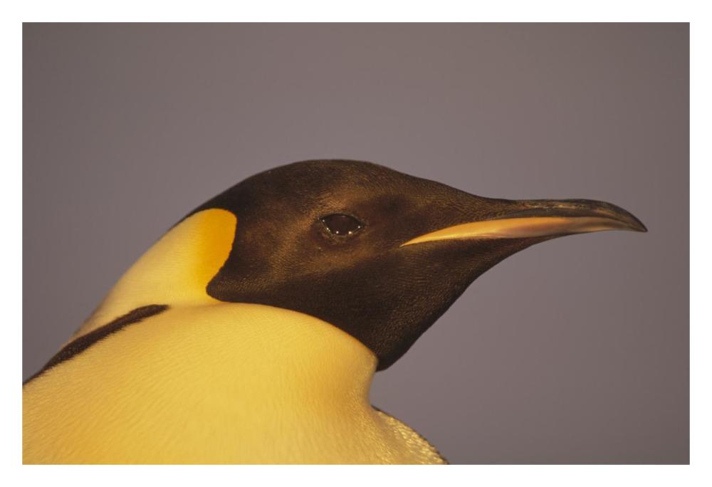 Emperor Penguin portrait, Atka Bay, Weddell Sea, Antarctica-Paper Art-32"x22"