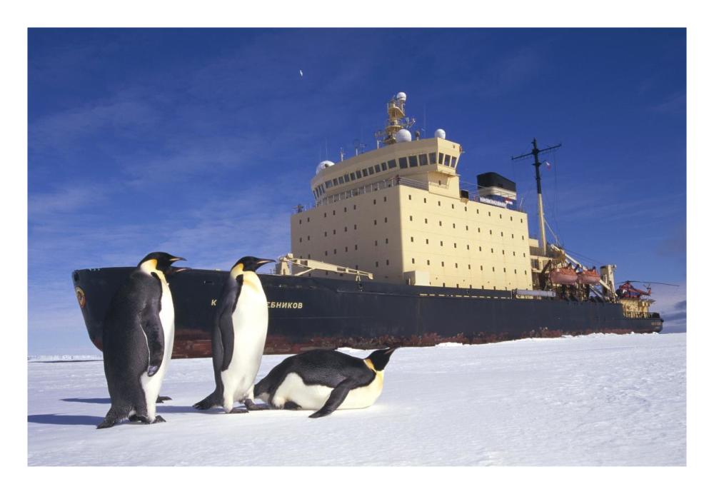 Emperor Penguin trio and Russian icebreaker parked in fast ice, Antarctica-Paper Art-26"x18"