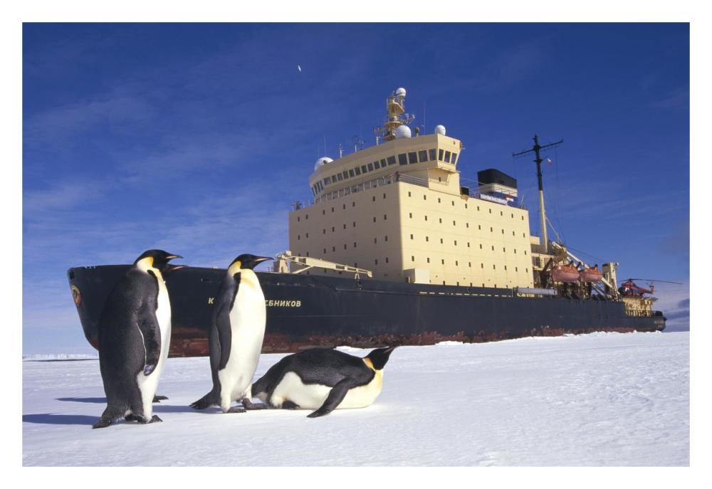 Emperor Penguin trio and Russian icebreaker parked in fast ice, Antarctica-Paper Art-32"x22"