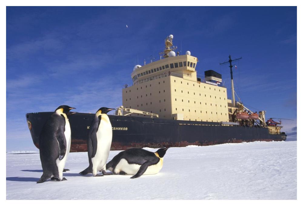 Emperor Penguin trio and Russian icebreaker parked in fast ice, Antarctica-Paper Art-50"x34"