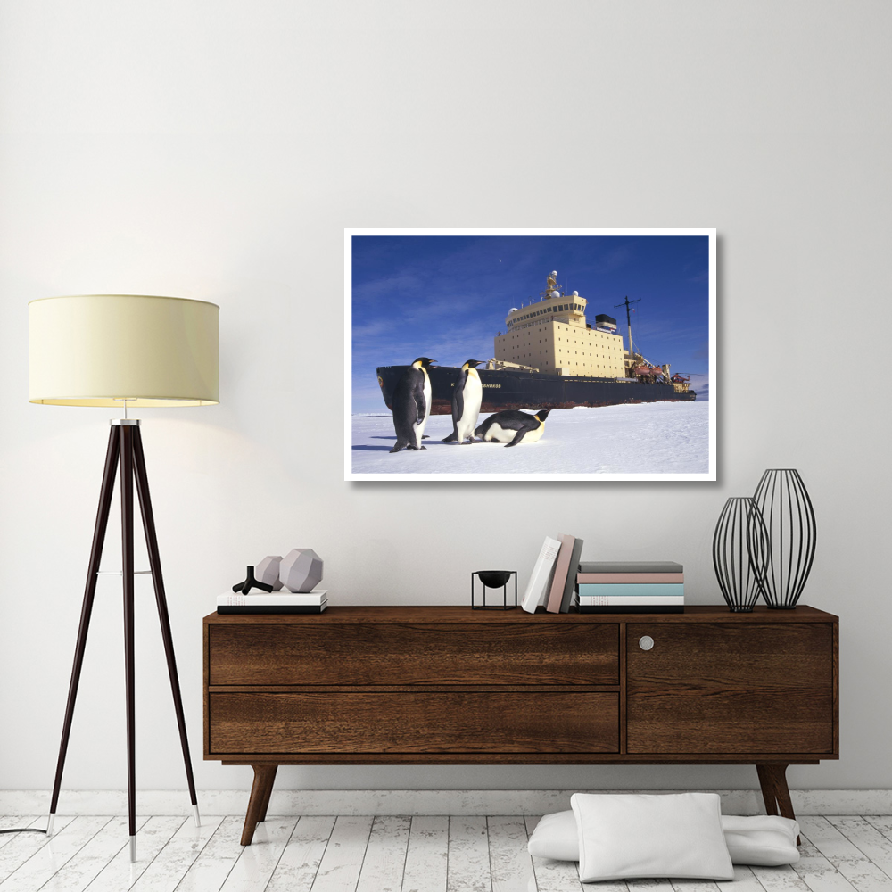 Emperor Penguin trio and Russian icebreaker parked in fast ice, Antarctica-Paper Art-50&quotx34"