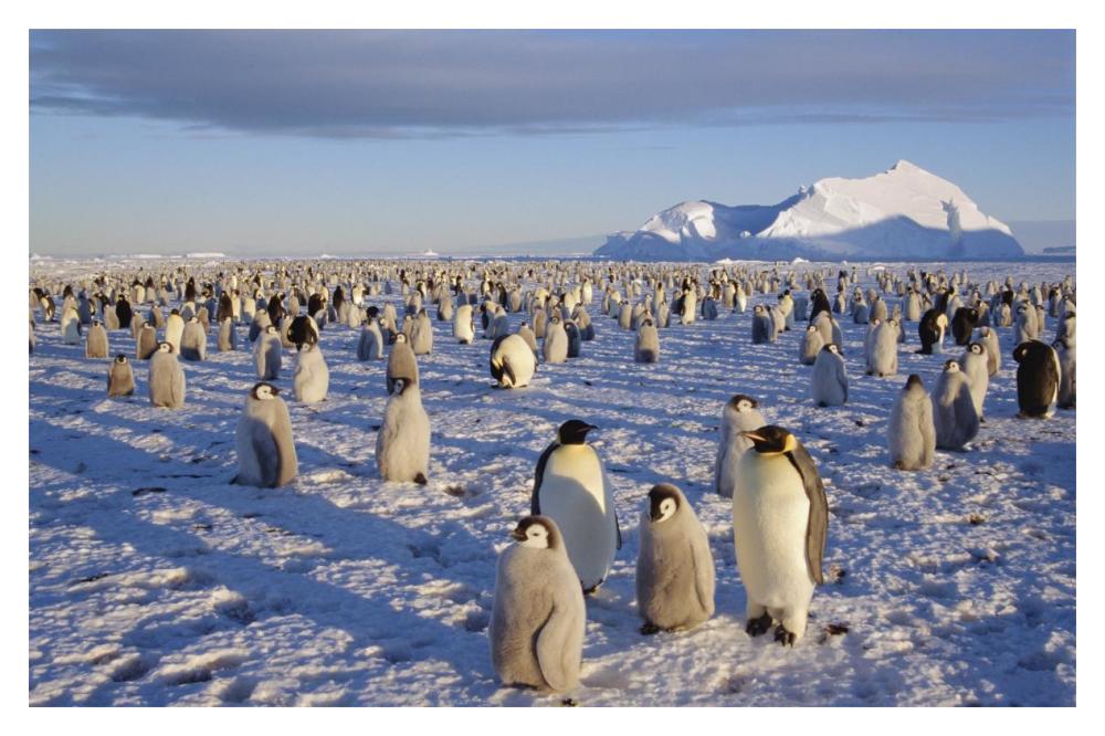 Emperor Penguin colony, Atka Bay, Weddell Sea, Antarctica-Paper Art-20"x14"