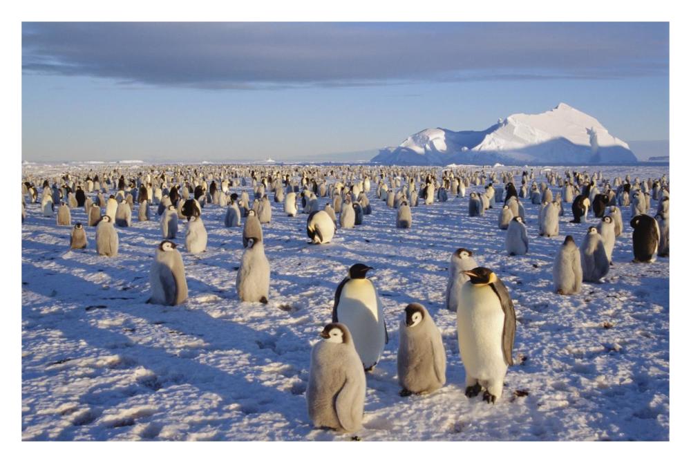 Emperor Penguin colony, Atka Bay, Weddell Sea, Antarctica-Paper Art-32"x22"
