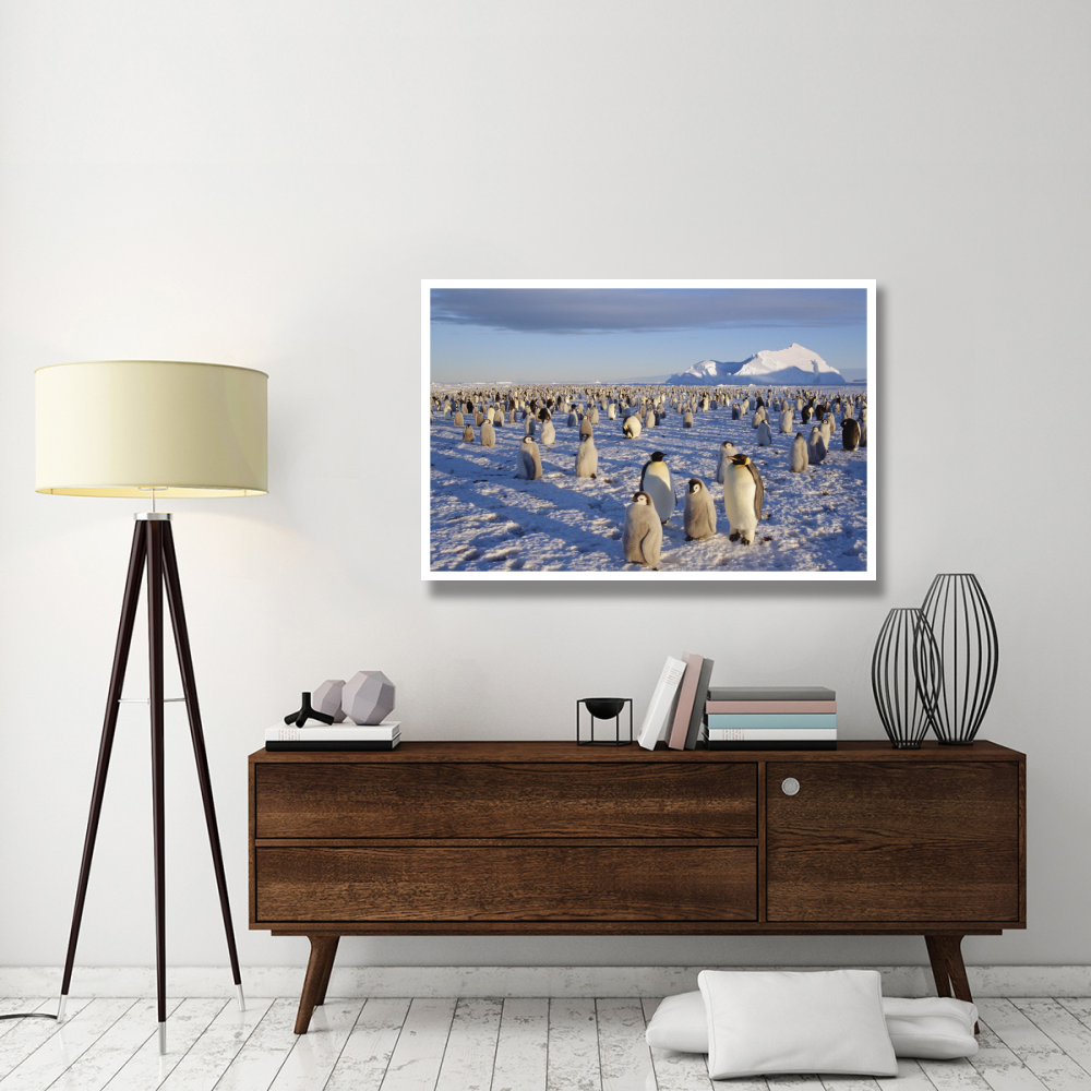 Emperor Penguin colony, Atka Bay, Weddell Sea, Antarctica-Paper Art-50&quotx34"