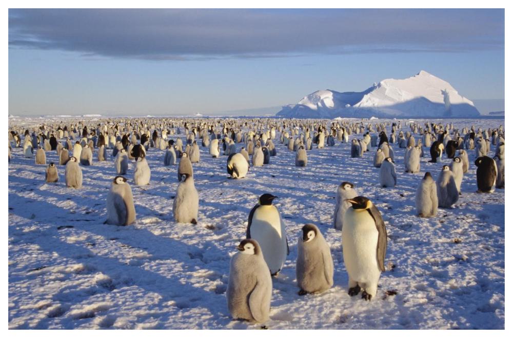 Emperor Penguin colony, Atka Bay, Weddell Sea, Antarctica-Paper Art-62"x42"