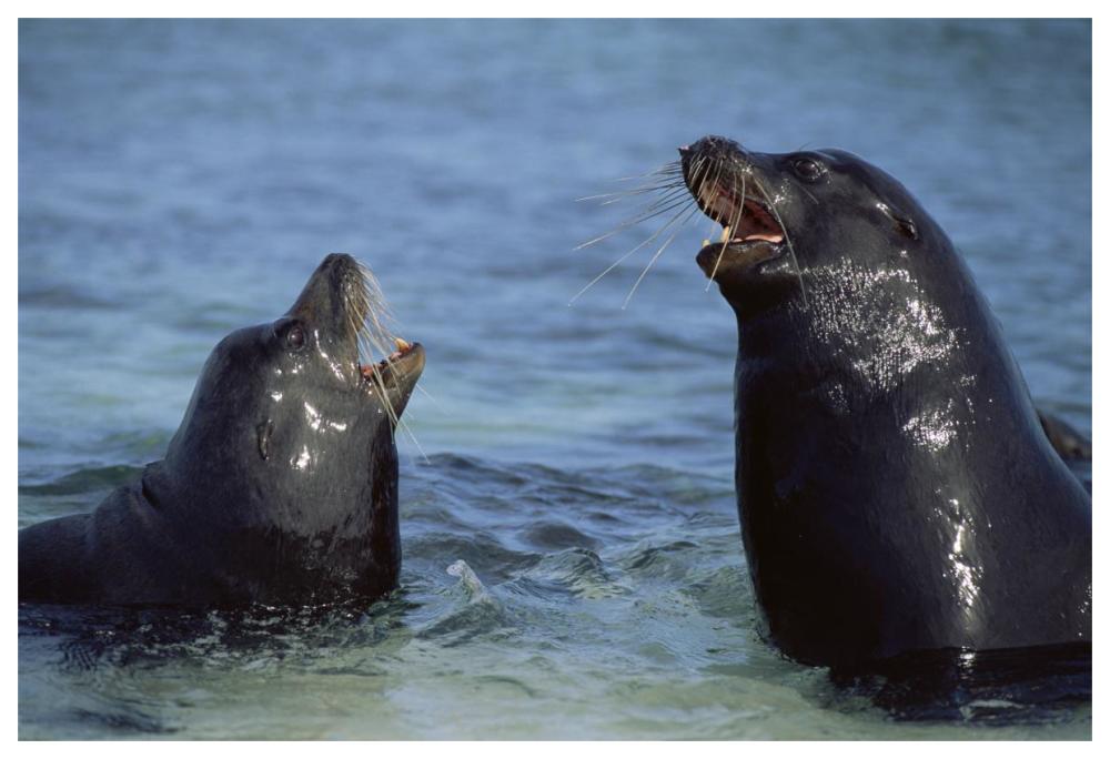 Galapagos Sea Lion bulls fighting for territory, Galapagos Islands, Ecuador-Paper Art-62"x42"