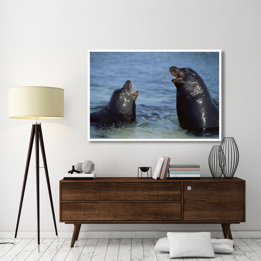 Galapagos Sea Lion bulls fighting for territory, Galapagos Islands, Ecuador-Paper Art-62&quotx42"