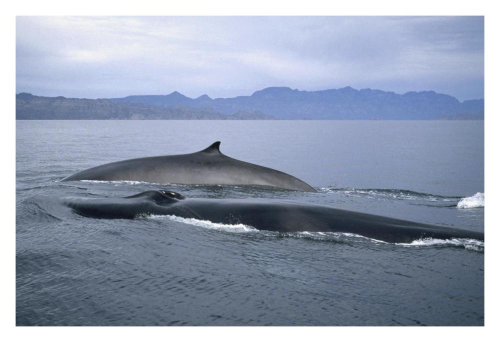 Fin Whale in winter feeding grounds, Sea of Cortez, Baja California, Mexico-Paper Art-32"x22"