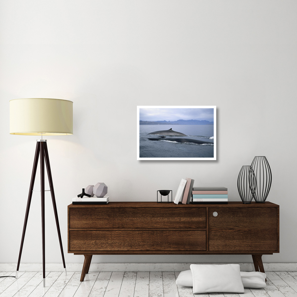 Fin Whale in winter feeding grounds, Sea of Cortez, Baja California, Mexico-Paper Art-32&quotx22"