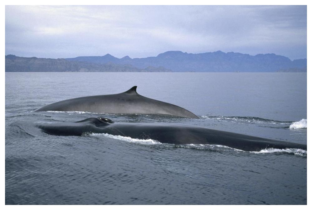 Fin Whale in winter feeding grounds, Sea of Cortez, Baja California, Mexico-Paper Art-62"x42"