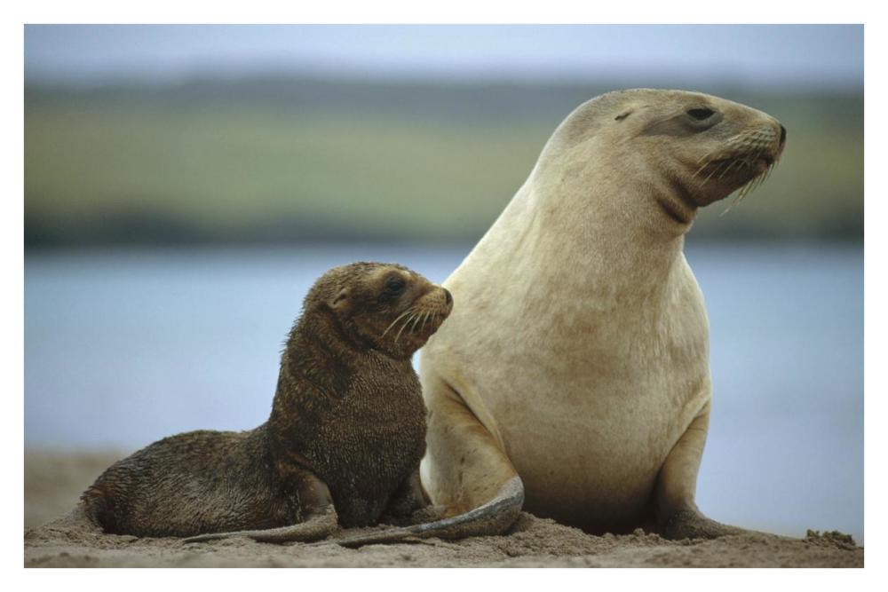 Hooker's Sea Lion mother and pup, Auckland Island, New Zealand-Paper Art-38"x26"