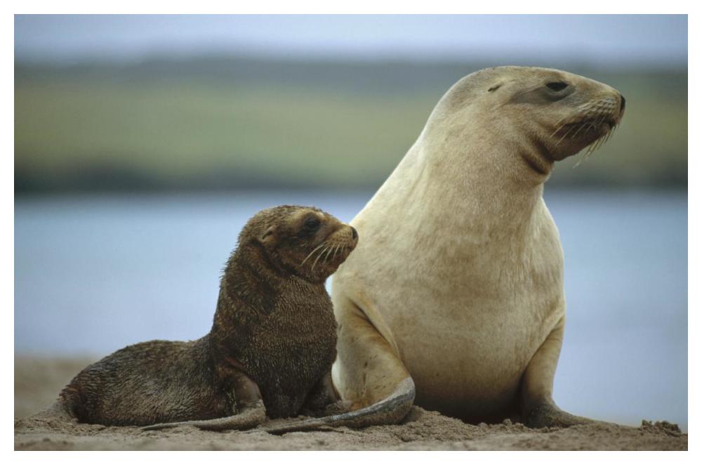 Hooker's Sea Lion mother and pup, Auckland Island, New Zealand-Paper Art-50"x34"