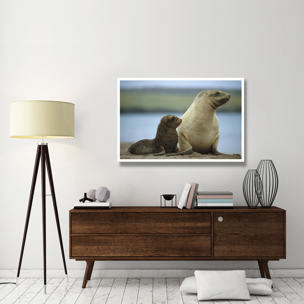 Hooker's Sea Lion mother and pup, Auckland Island, New Zealand-Paper Art-50&quotx34"