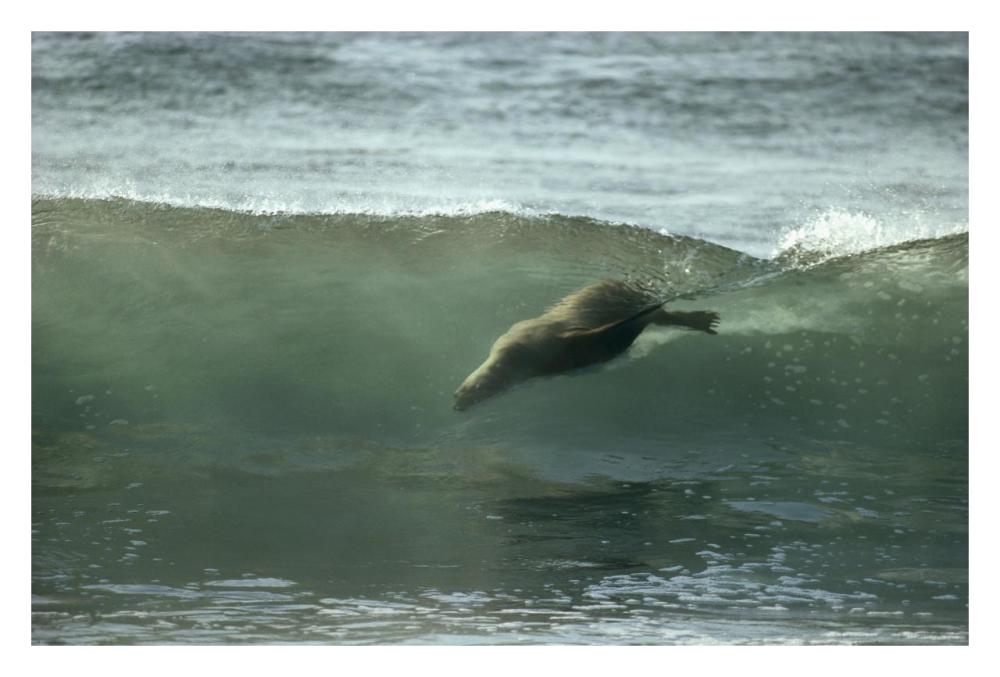 Galapagos Sea Lion body surfing breaking waves, Galapagos Islands, Ecuador-Paper Art-32"x22"