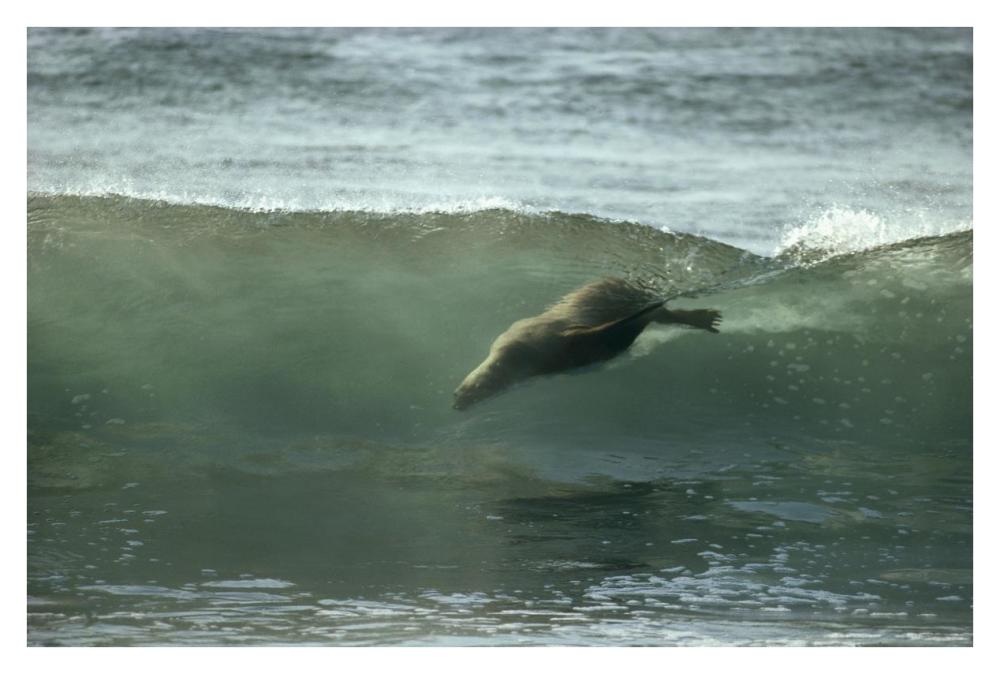 Galapagos Sea Lion body surfing breaking waves, Galapagos Islands, Ecuador-Paper Art-38"x26"