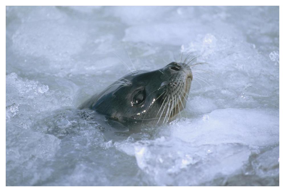 Ringed Seal surfacing in brash ice, Svalbard, Norwegian Arctic-Paper Art-50"x34"