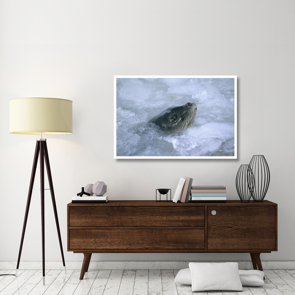Ringed Seal surfacing in brash ice, Svalbard, Norwegian Arctic-Paper Art-50&quotx34"