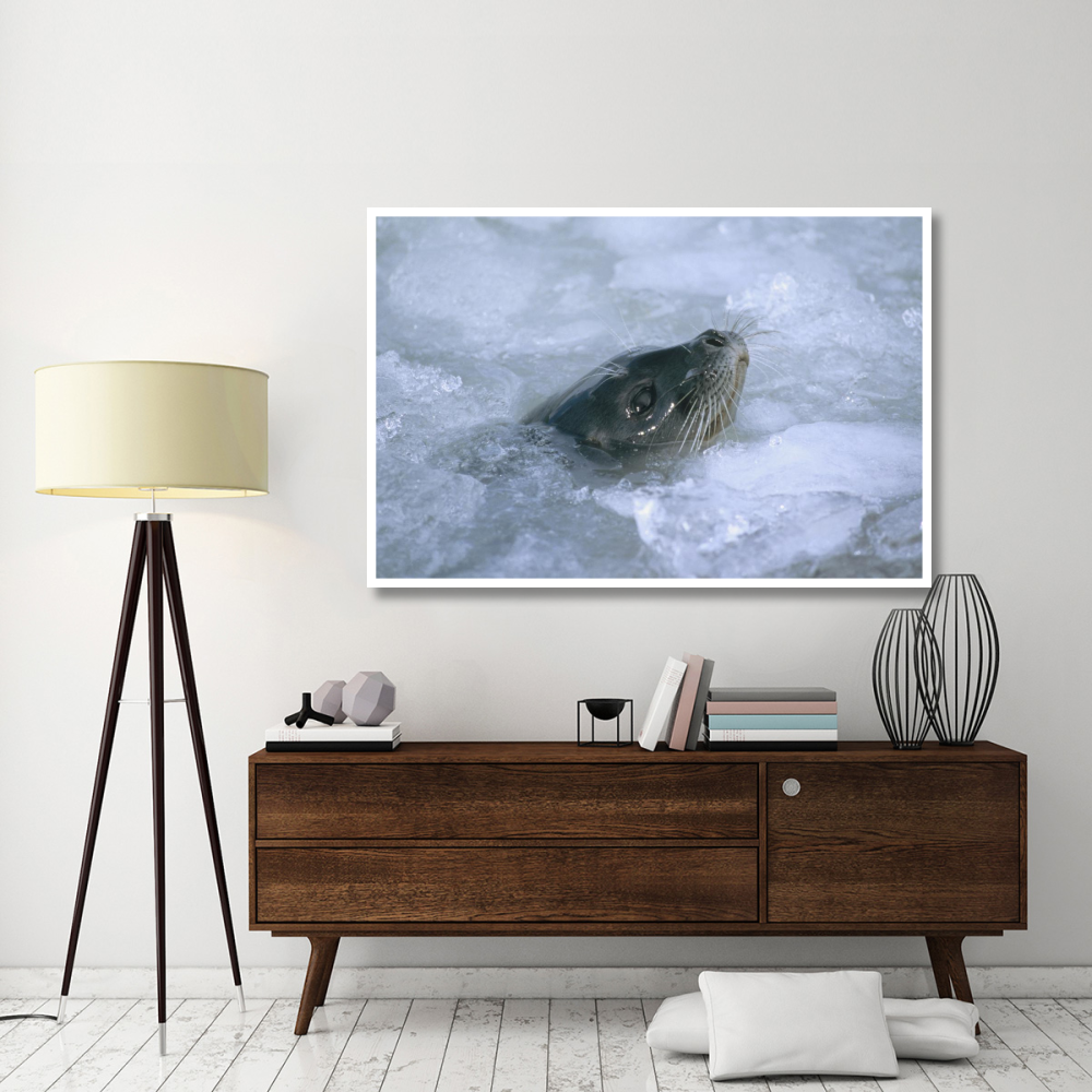 Ringed Seal surfacing in brash ice, Svalbard, Norwegian Arctic-Paper Art-62&quotx42"