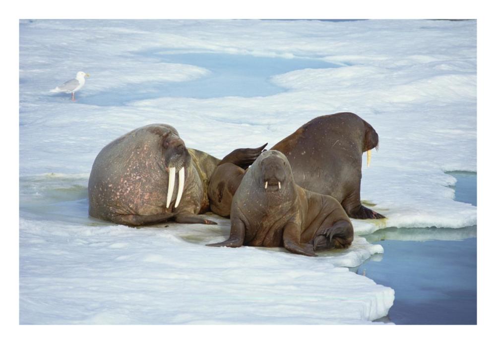 Atlantic Walrus bachelor bulls on ice floe, Spitsbergen, Svalbard, Norway-Paper Art-26"x18"