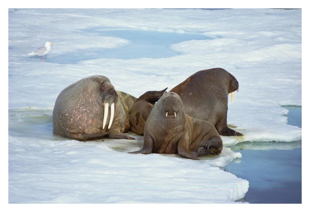 Atlantic Walrus bachelor bulls on ice floe, Spitsbergen, Svalbard, Norway-Paper Art-38"x26"