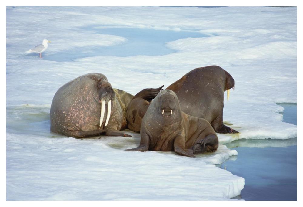 Atlantic Walrus bachelor bulls on ice floe, Spitsbergen, Svalbard, Norway-Paper Art-50"x34"