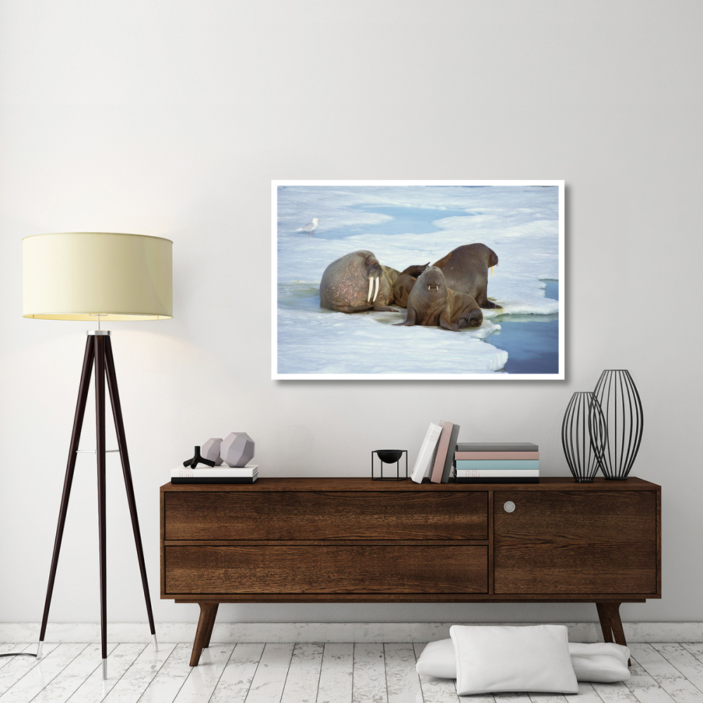 Atlantic Walrus bachelor bulls on ice floe, Spitsbergen, Svalbard, Norway-Paper Art-50&quotx34"