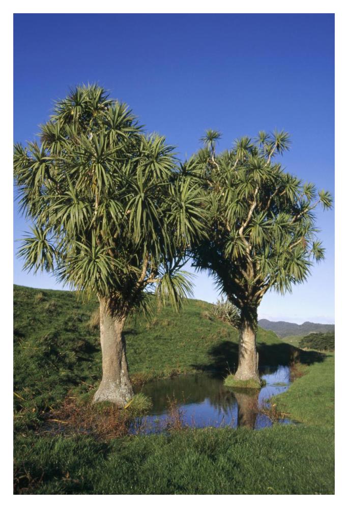 Cabbage Tree pair, Puponga Farm Park, West Coast, New Zealand-Paper Art-14"x20"
