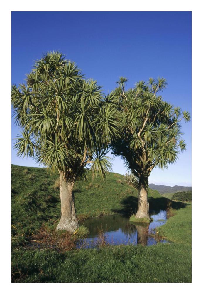 Cabbage Tree pair, Puponga Farm Park, West Coast, New Zealand-Paper Art-18"x26"