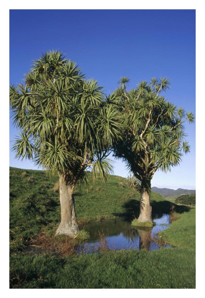 Cabbage Tree pair, Puponga Farm Park, West Coast, New Zealand-Paper Art-22"x32"