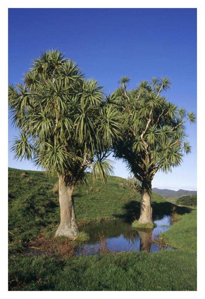 Cabbage Tree pair, Puponga Farm Park, West Coast, New Zealand-Paper Art-26"x38"