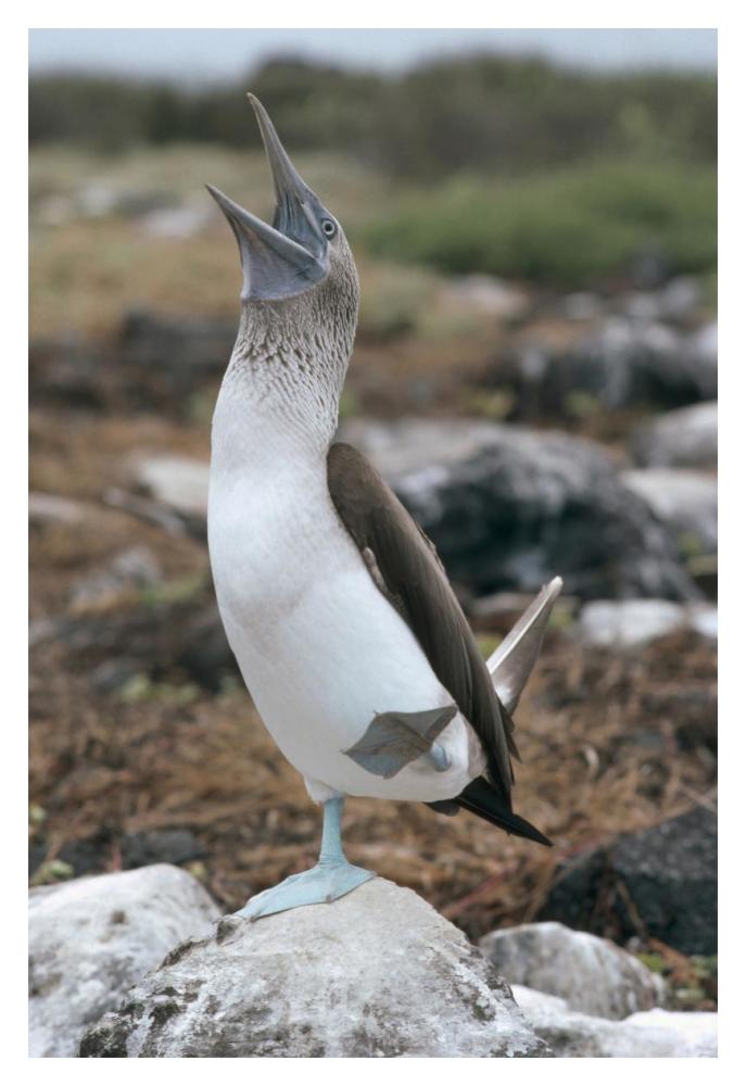 Blue-footed Booby courtship dance, Galapagos Islands, Ecuador-Paper Art-14"x20"