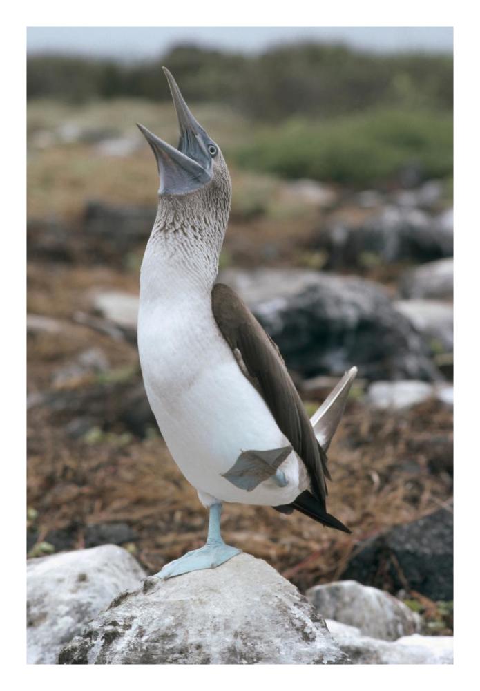 Blue-footed Booby courtship dance, Galapagos Islands, Ecuador-Paper Art-18"x26"