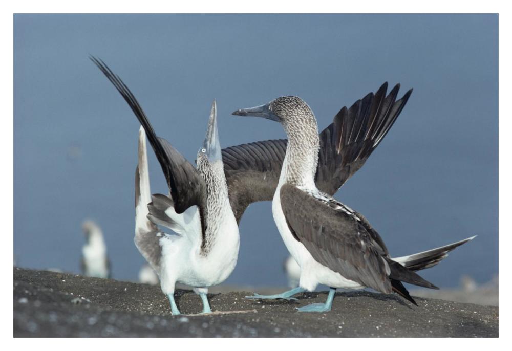 Blue-footed Booby sky pointing during courtship, Galapagos Islands, Ecuador-Paper Art-20"x14"
