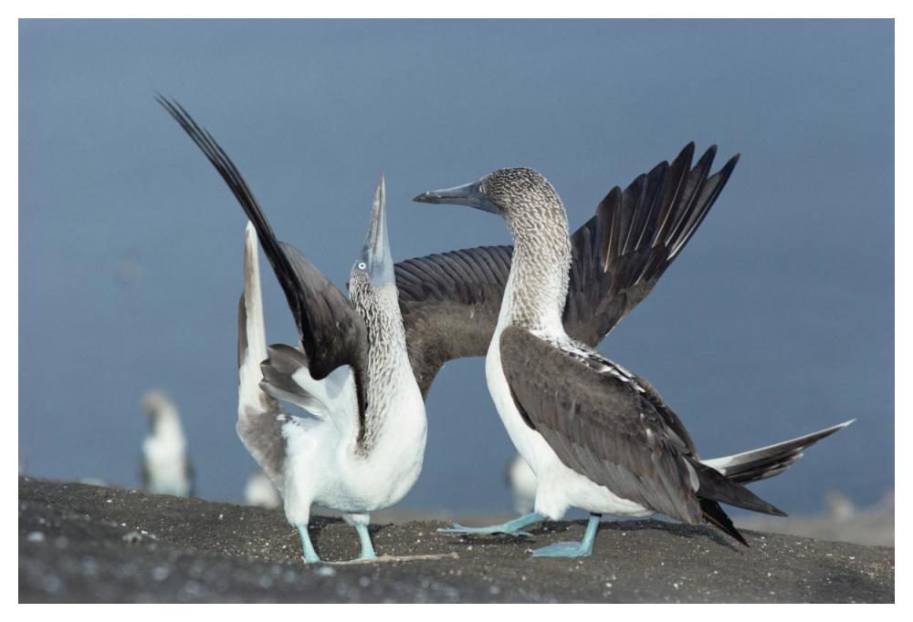 Blue-footed Booby sky pointing during courtship, Galapagos Islands, Ecuador-Paper Art-50"x34"