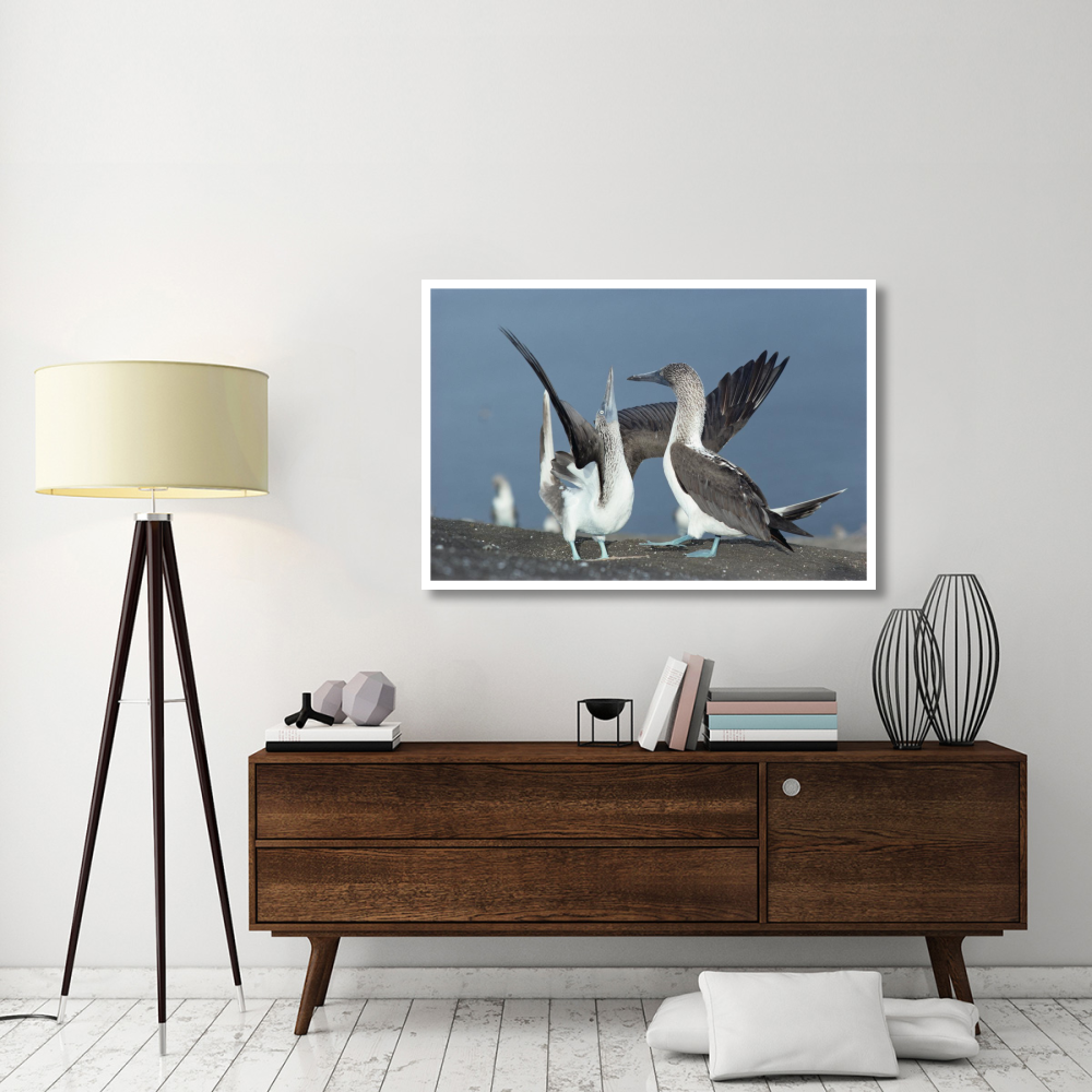 Blue-footed Booby sky pointing during courtship, Galapagos Islands, Ecuador-Paper Art-50&quotx34"