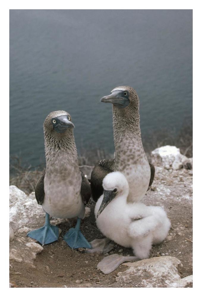 Blue-footed Booby parents with chick, Galapagos Islands, Ecuador-Paper Art-22"x32"