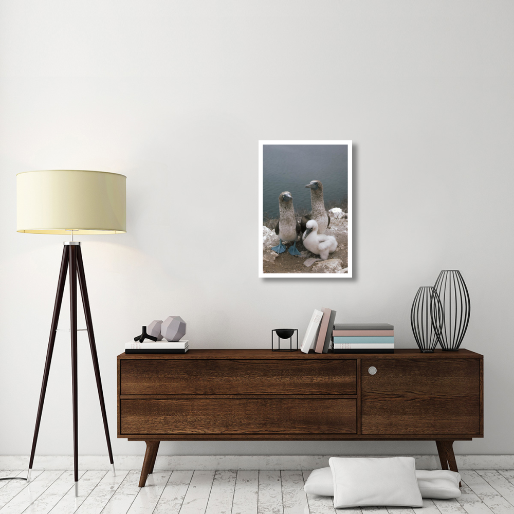 Blue-footed Booby parents with chick, Galapagos Islands, Ecuador-Paper Art-22&quotx32"