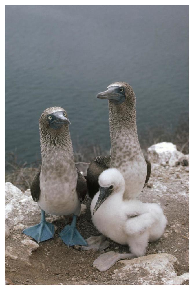 Blue-footed Booby parents with chick, Galapagos Islands, Ecuador-Paper Art-42"x62"