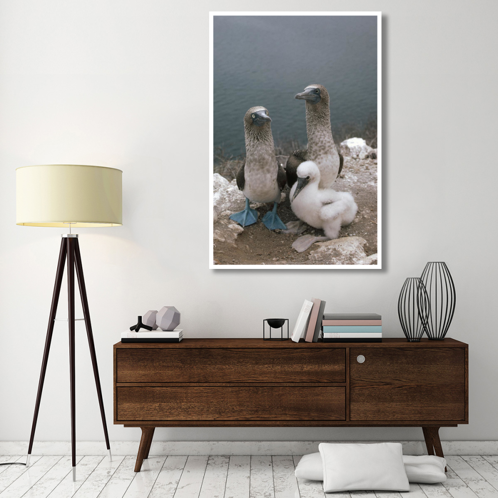 Blue-footed Booby parents with chick, Galapagos Islands, Ecuador-Paper Art-42&quotx62"