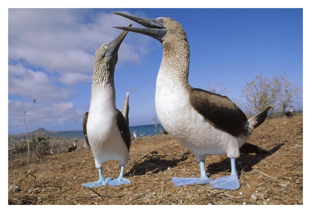Blue-footed Booby couple courting, Galapagos Islands, Ecuador-Paper Art-20"x14"
