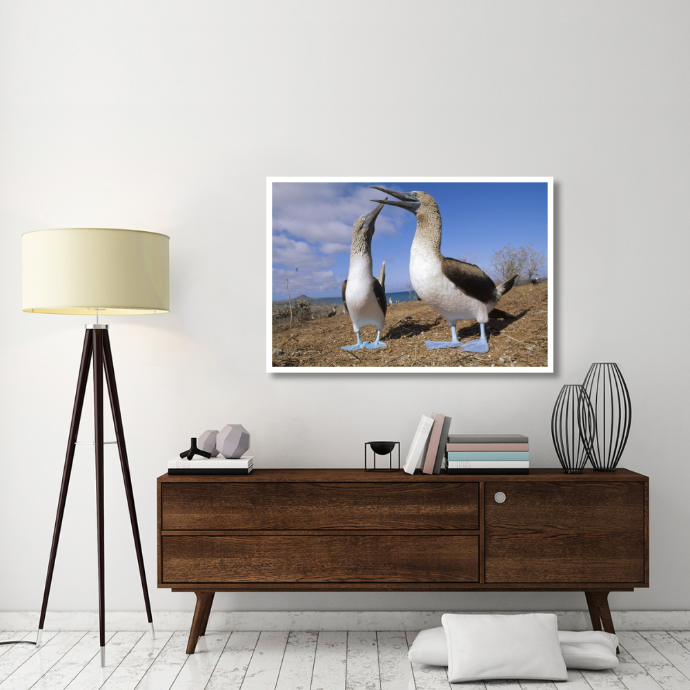 Blue-footed Booby couple courting, Galapagos Islands, Ecuador-Paper Art-50&quotx34"