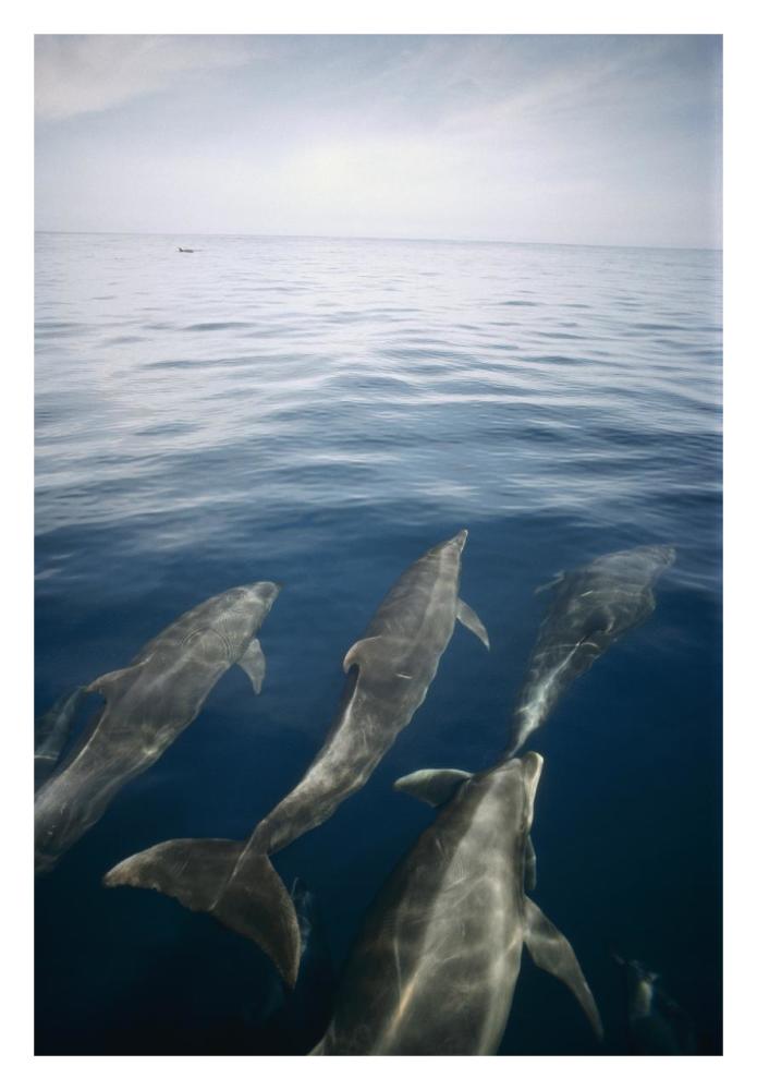 Bottlenose Dolphin pod surfacing, Isabella Island, Galapagos Islands, Ecuador-Paper Art-22"x32"