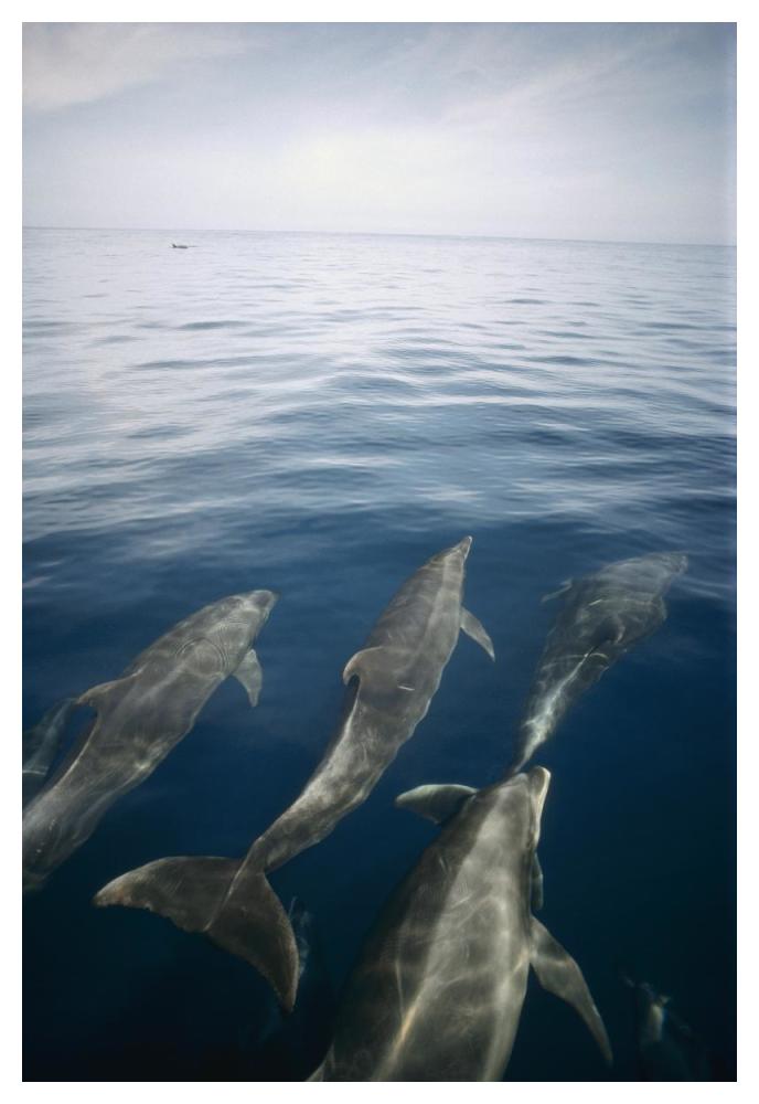 Bottlenose Dolphin pod surfacing, Isabella Island, Galapagos Islands, Ecuador-Paper Art-34"x50"