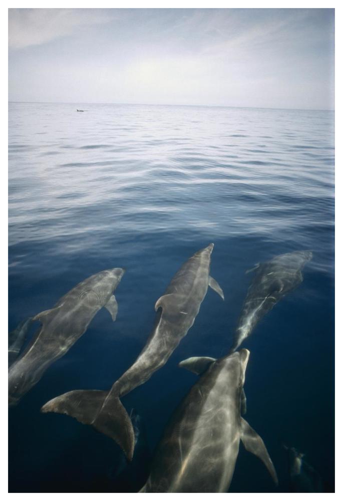 Bottlenose Dolphin pod surfacing, Isabella Island, Galapagos Islands, Ecuador-Paper Art-42"x62"